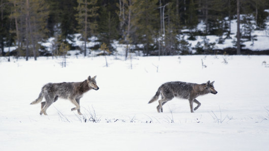 Susia juoksemassa hangella. Kuva: Timo Ahola / Vastavalo