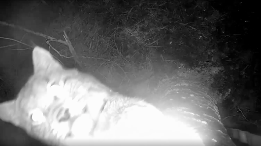 Ilves koppaa riistakameraa joulukuussa 2025