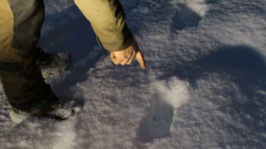 Suden jälkiä lumella. Kuva: Jyrki Puupponen.