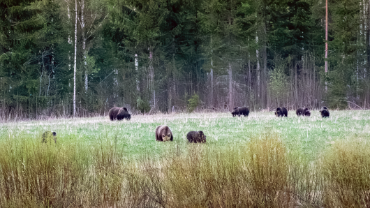 Karhuja lieksalaisella pellolla. Kuvaaja: Arto Hiltunen.