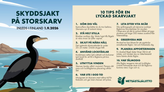 Storskarv.