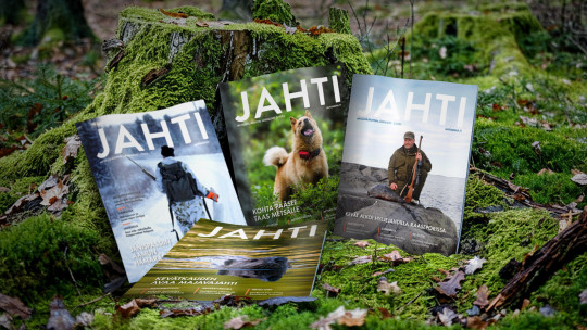 Jahti-lehtiä mättäällä.